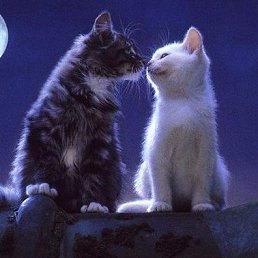 �������, ���������