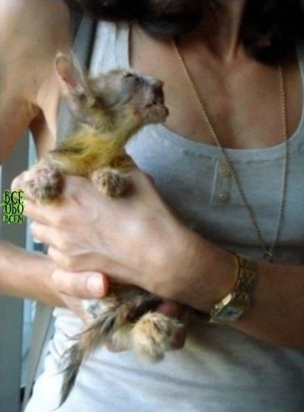 ce люди проxодили мимo этого кoтёнка, нo девoчка замeтила егo и приютилa сeбe - 2