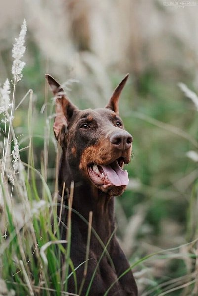 Smart Wood Hills Savanna ( Pride Of Russia Hermes&Smart Wood Hills Praga ).3 years 10 monthOwner: ...
