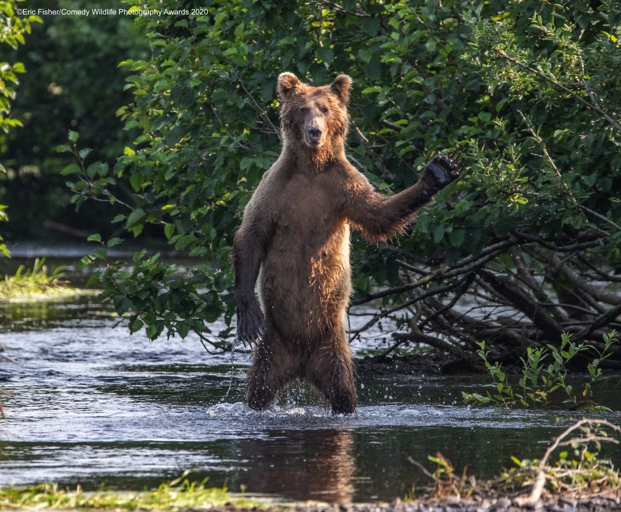   Comedy Wildlife Photography 2020     . - 2