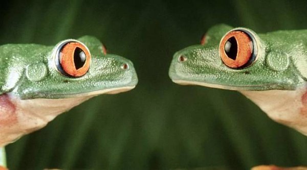 Лягушки в колодце.Несколько лягушек увидели колодец и решили заглянуть туда, но две из них ...