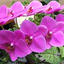 ���� �����, ������, 55 ��� - ��������� 7 ������� 2021 � ������ ���� ����������