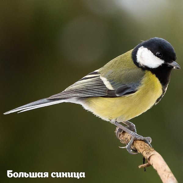 2693 птицы увидели участники Eurobirdwatch-2020 на природных территориях Москвы. 3-4 октября в ... - 3