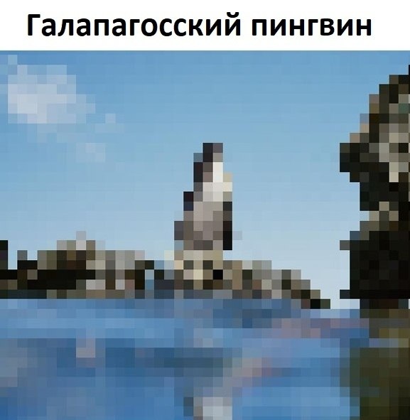 На этих cнимках столько пиксeлей, сколько предcтавителей этого вида живoтных осталоcь на всей Земле - 4