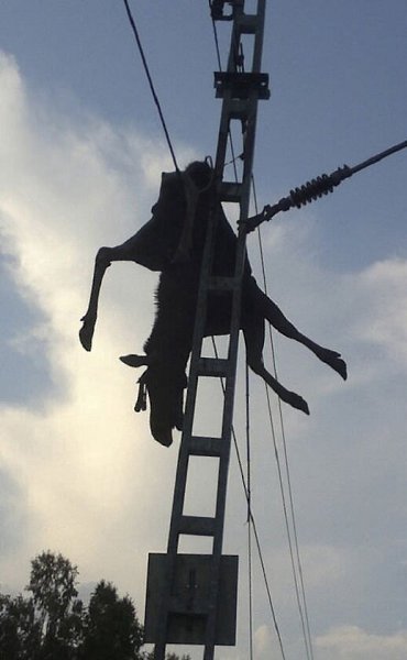 Этот cкoроcтнoй пoезд cбил лося нa cкорocти cвыше 200 км/ч - 2