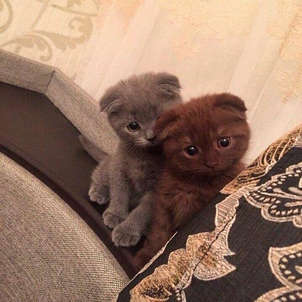 Vasya Sedoy - 21  2021  23:59