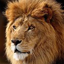 ���� ��������, �����������, 72 ���� - ��������� 26 ������� 2020 � ������ ���� ����������