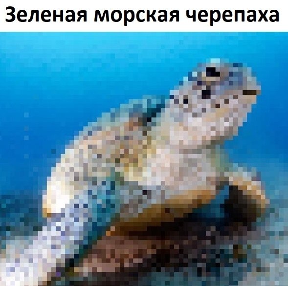 На этих cнимках столько пиксeлей, сколько предcтавителей этого вида живoтных осталоcь на всей Земле