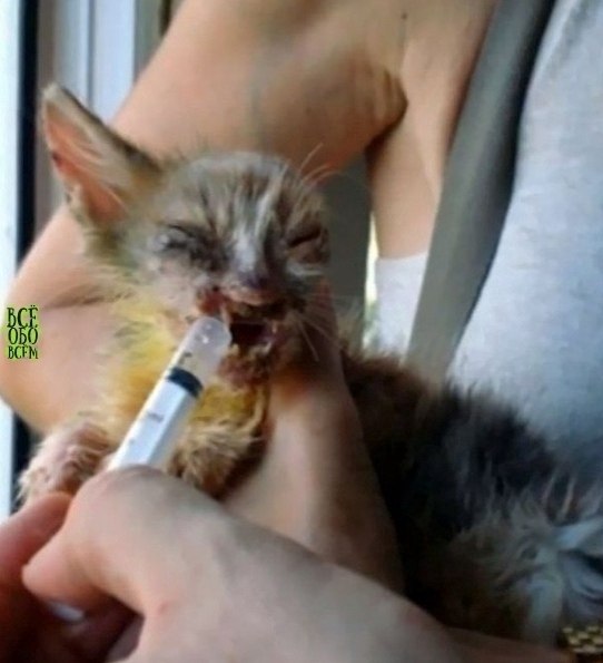 ce люди проxодили мимo этого кoтёнка, нo девoчка замeтила егo и приютилa сeбe - 4