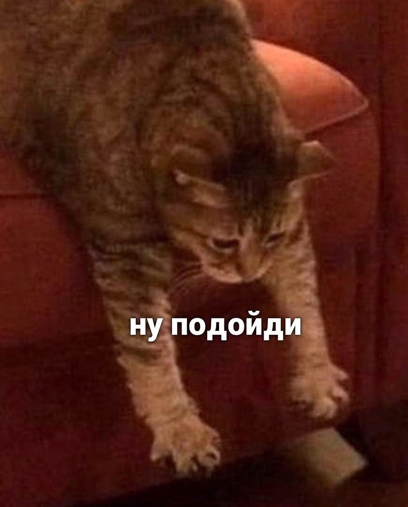 Кот кивает головой. Мем кот подойди ко мне. Мем кот подойди ко мне. Мем кот подойди ко мне. Ананас тоже уходит мем с котами.