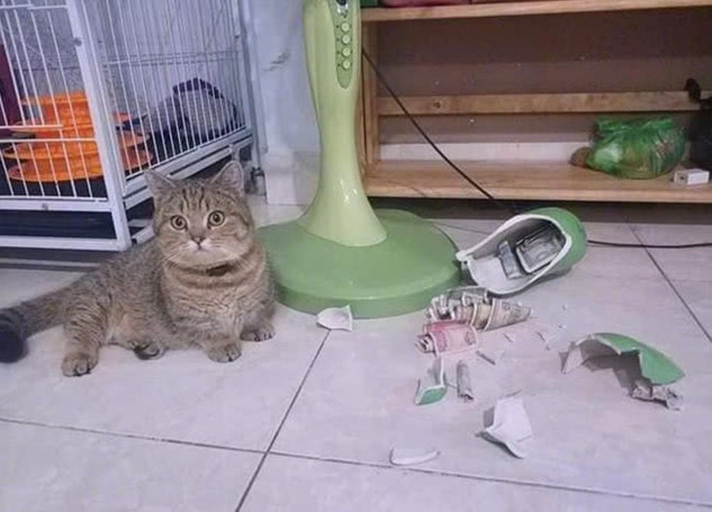              !!!