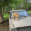 ���� ������, ������, 52 ���� - ��������� 15 ������� 2020 � ������ ���� ����������