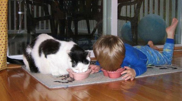 Котики плохому не научат. Каждому ребёнку необходим хороший наставник, чтобы вырасти в правильного и ... - 5