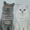 ���� ��������, ���������, 73 ���� - ��������� 23 ������ 2020 � ������ ���� ����������