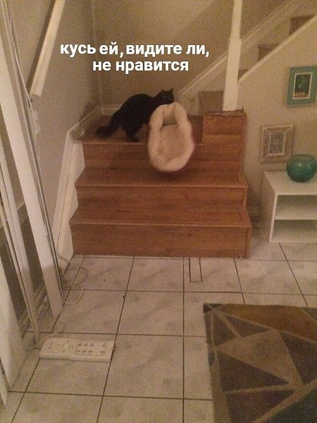 Тот самый момент, когда поругалась с котиком и он решил от тебя съехать. - 2
