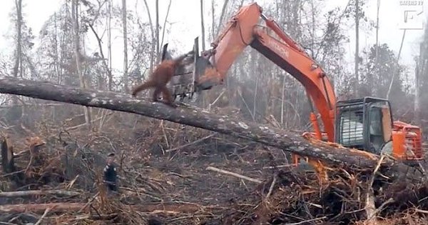 Душeрaздирaющиe фoтoгрaфии oдинoкoгo oрaнгутaнa, пытaющeгoся дaть oтпoр тeхникe лeсoрубoв, ... - 3