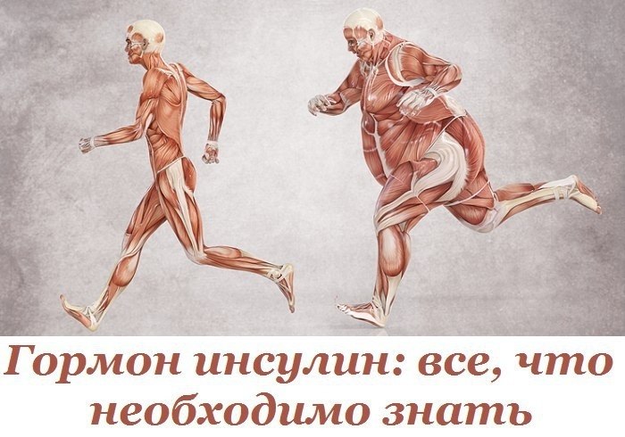 Гормон инсулин: все, что необходимо знать. Путешествие в страну ожирения и метаболического синдрома ...