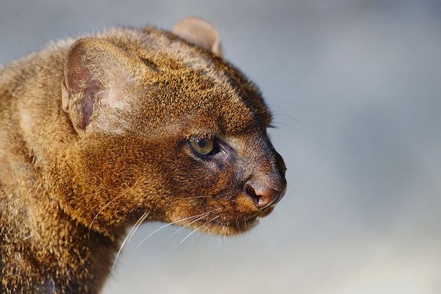 Кошка ягуарунди