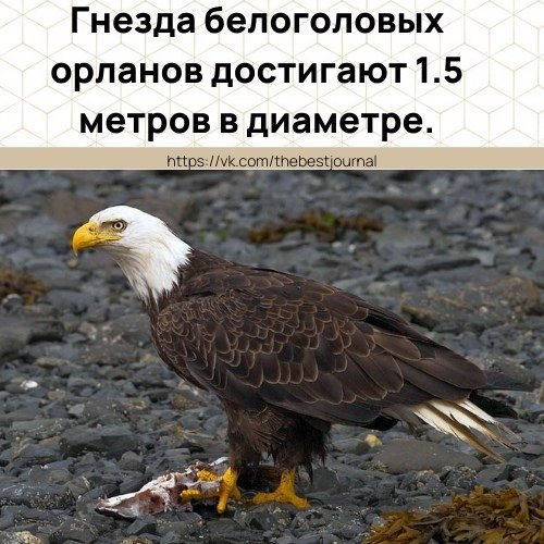 Это та самая птица, которая является символом США.