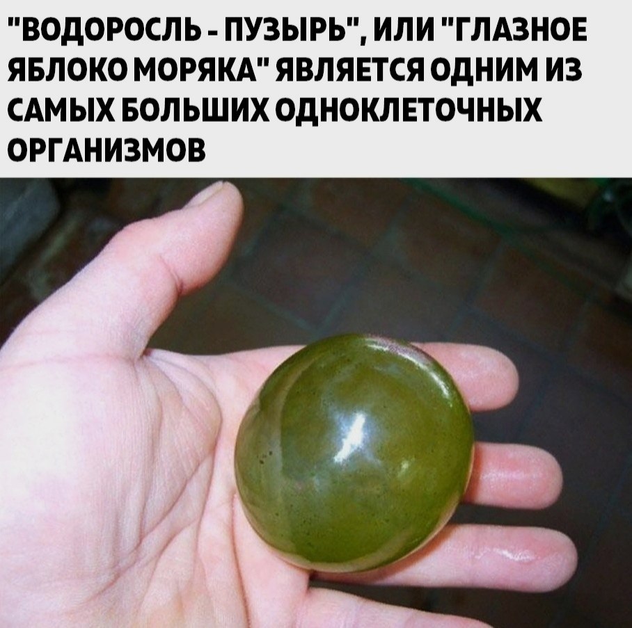 BEST | , ,  - 21  2020  19:07