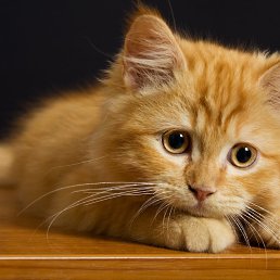 ������, ������, 81 ���