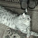 ���� �����, ������, 43 ���� - ��������� 1 ������ 2020