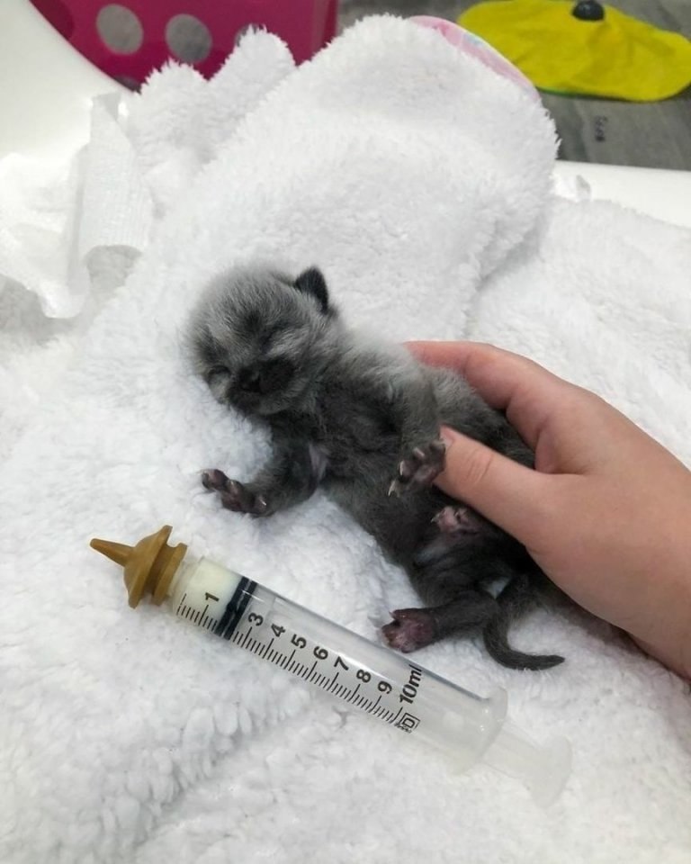 Bx opor o -  o nu, a o paca! - 2