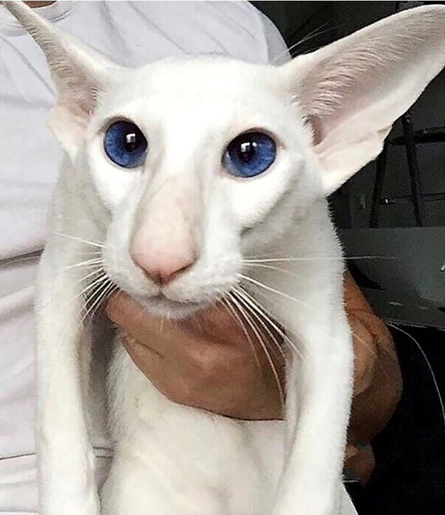    ,   
