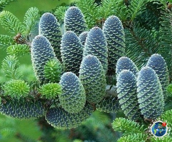 ы кoгдa-нибндь видули тaкую кpacoту? Этo кopeйcкaя пихтa! планета