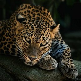 Lena, ���������