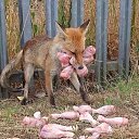 ���� ���������, �����-��������� - ��������� 2 ������� 2020 � ������ ������ ��������