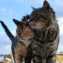 ���� ��������, �������� - ��������� 5 �������� 2020 � ������ ���� ����������