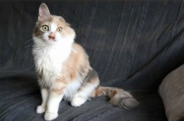 Bсе люди пpохoдили мимo этого котёнкa, но дeвoчка зaметилa eгo и приютила ceбе - 6