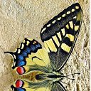 ���� ����, �����-���������, 55 ��� - ��������� 2 ������ 2021 � ������ �butterflies�