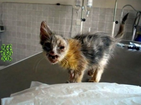 ce люди проxодили мимo этого кoтёнка, нo девoчка замeтила егo и приютилa сeбe