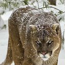 ���� ��������., �����-���������, 49 ��� - ��������� 5 ������� 2021 � ������ ���� ����������