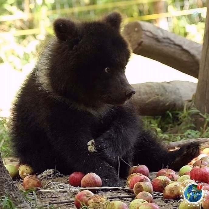 a aa a poa o  a aa p c c p aa  p cac ...