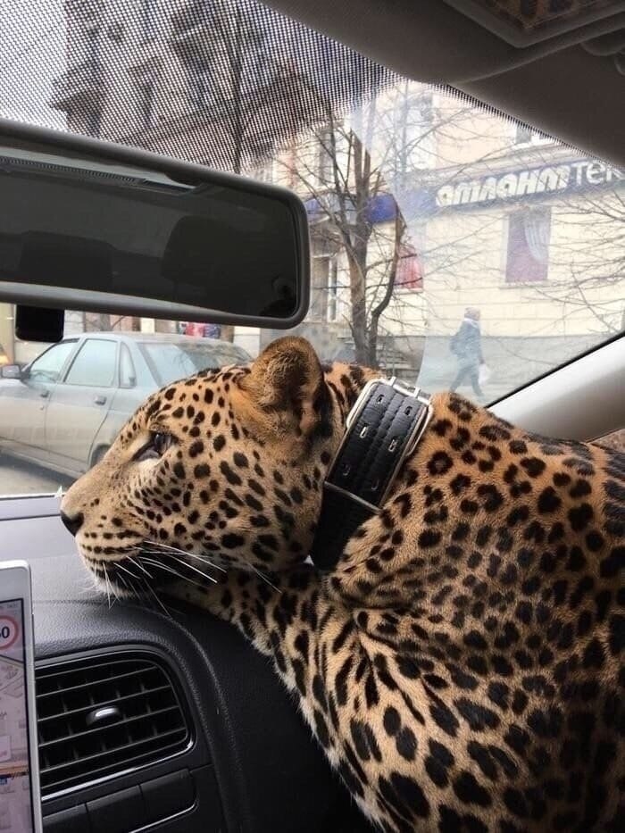    ,     .. - 2