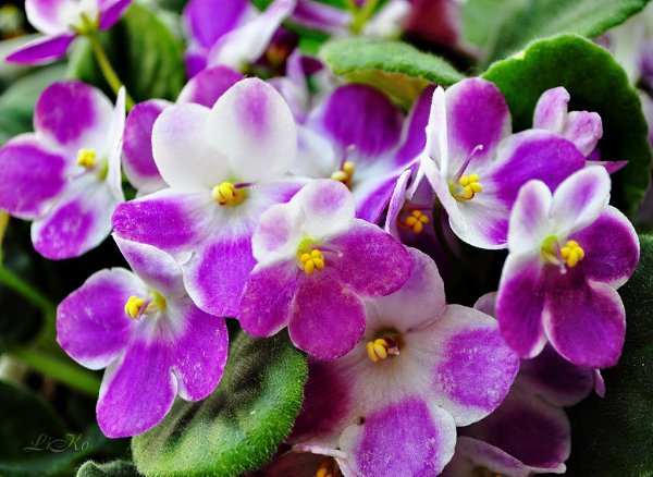 Если долго не цветет фиалка, полейте ее кипятком.Такой совет сто лет назад мне дала женщина, у ... - 4