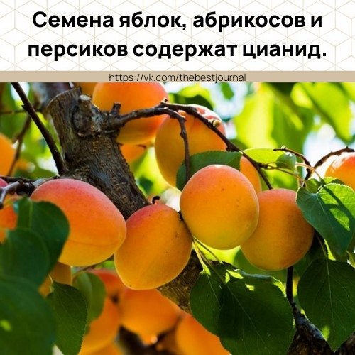 Человек им, впрочем, отравиться не может, а вот животные - могут.