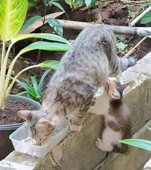     )))