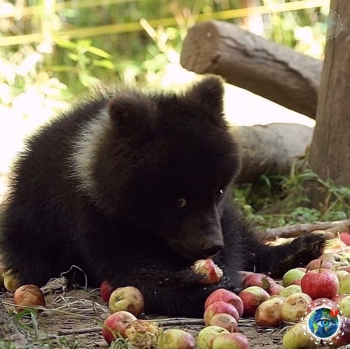 a aa a poa o  a aa p c c p aa  p cac ... - 3