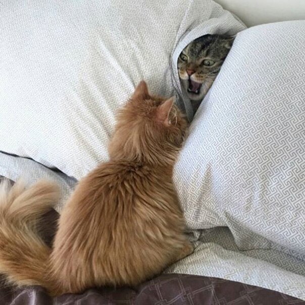   !)
