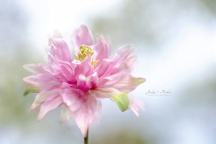  Jacky Parker.  !