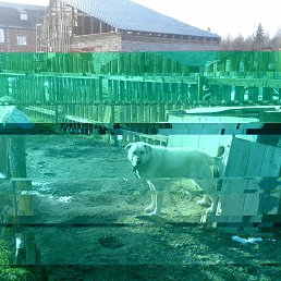 �������, ���������, 51 ���