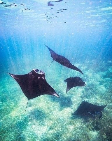 a . Komodo National Park