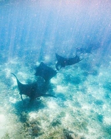 a . Komodo National Park - 2