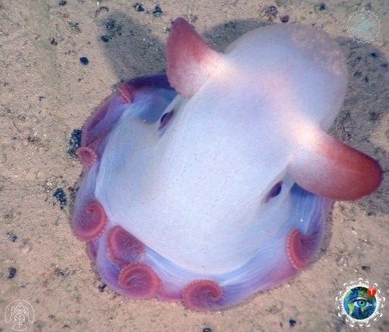 a   o   o pcoa a  co po, o a cao   ... - 5