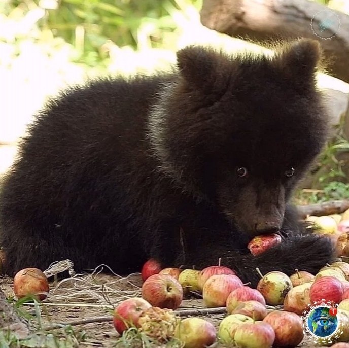 a aa a poa o  a aa p c c p aa  p cac ... - 4