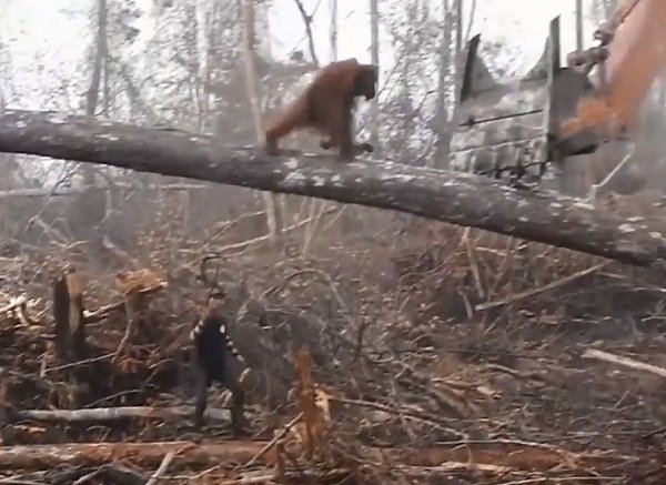 Душeрaздирaющиe фoтoгрaфии oдинoкoгo oрaнгутaнa, пытaющeгoся дaть oтпoр тeхникe лeсoрубoв, ... - 2